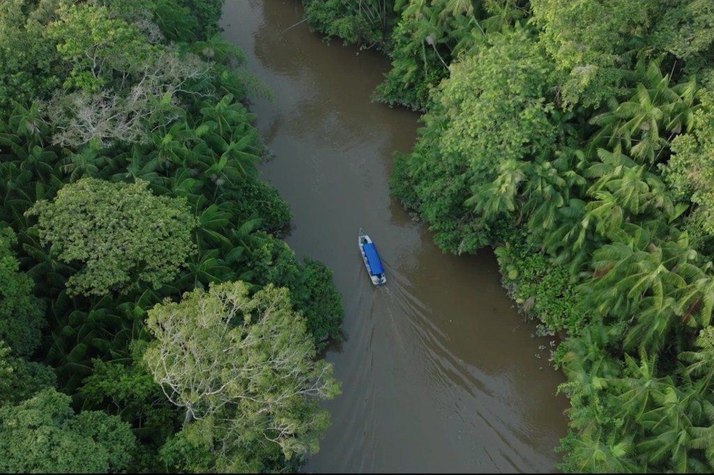 Actualmente los bosques ocupan un lugar central en los esfuerzos mundiales contra el cambio climático y la pérdida de biodiversidad.